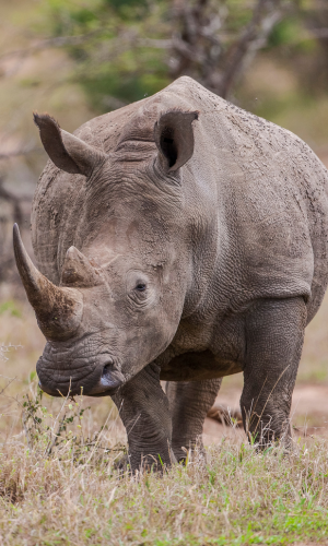 6 Tage Big five safari
