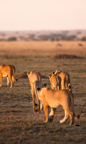 13 Tage Safari und Sansibar
