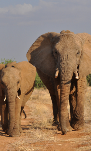 5 Tage Big Five Safari